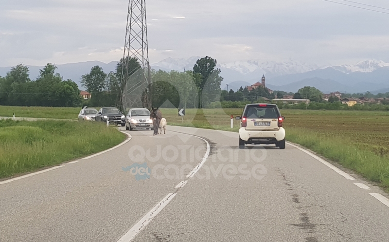 AGLIE' - Asino e pony a spasso sulla provinciale: traffico in tilt - FOTO e VIDEO