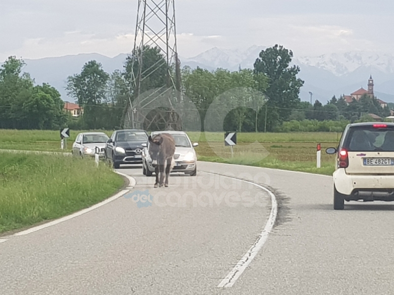 AGLIE' - Asino e pony a spasso sulla provinciale: traffico in tilt - FOTO e VIDEO