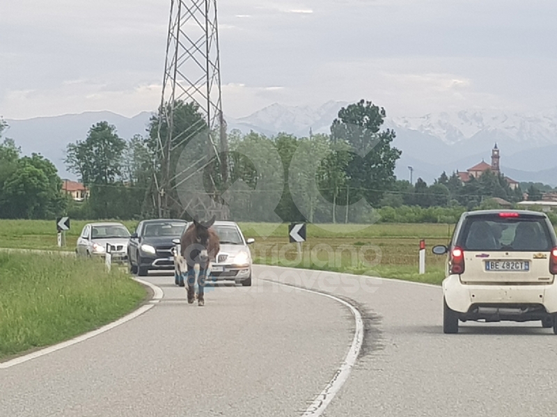 AGLIE' - Asino e pony a spasso sulla provinciale: traffico in tilt - FOTO e VIDEO