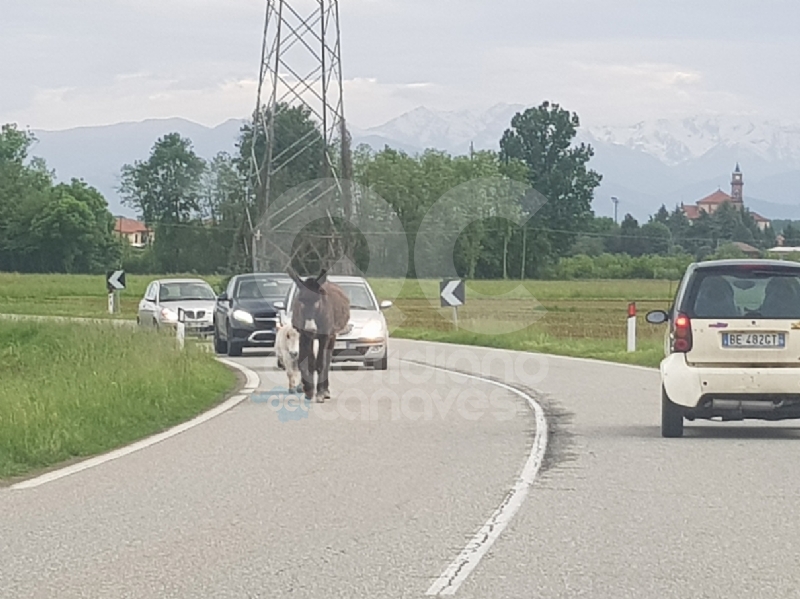 AGLIE' - Asino e pony a spasso sulla provinciale: traffico in tilt - FOTO e VIDEO