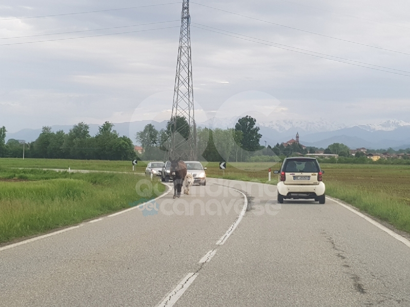 AGLIE' - Asino e pony a spasso sulla provinciale: traffico in tilt - FOTO e VIDEO