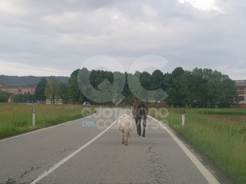 AGLIE' - Asino e pony a spasso sulla provinciale: traffico in tilt - FOTO e VIDEO