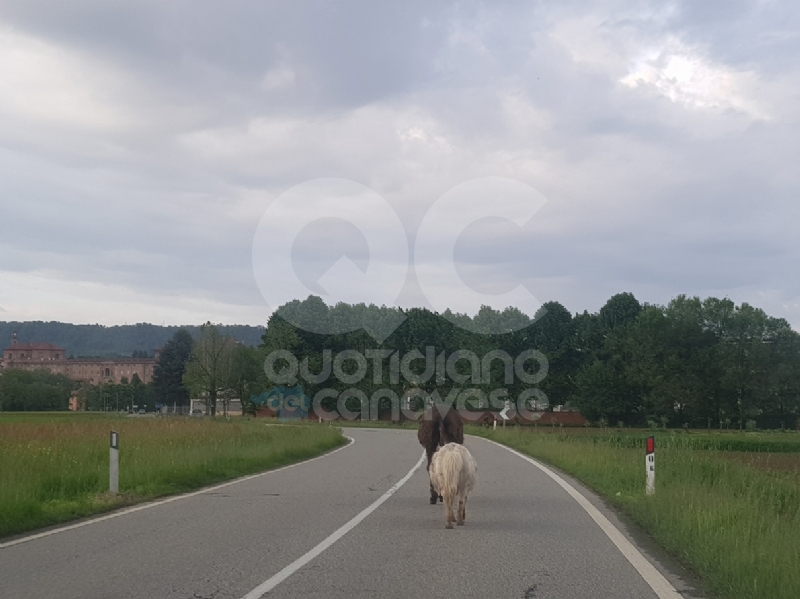 AGLIE' - Asino e pony a spasso sulla provinciale: traffico in tilt - FOTO e VIDEO