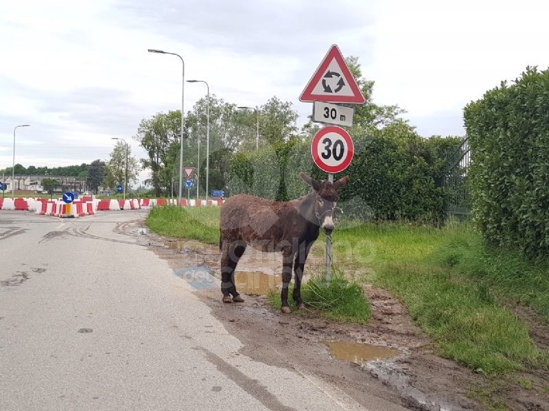 AGLIE' - Asino e pony a spasso sulla provinciale: traffico in tilt - FOTO e VIDEO