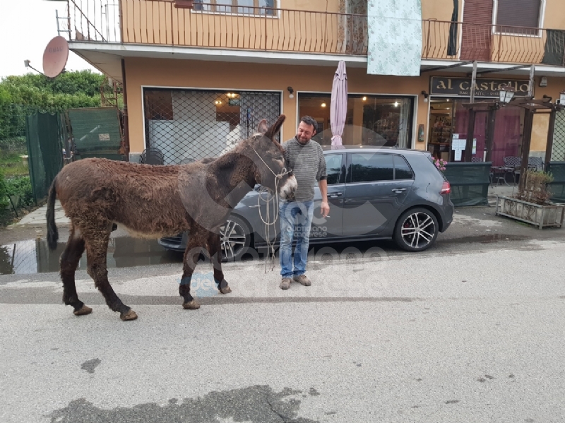 AGLIE' - Asino e pony a spasso sulla provinciale: traffico in tilt - FOTO e VIDEO