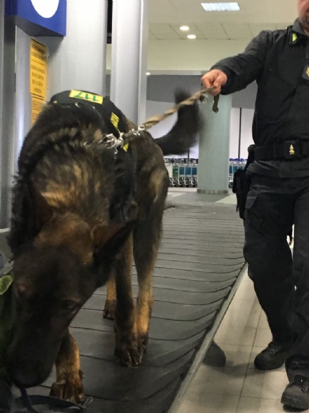 CASELLE - Sequestrati migliaia di euro grazie al fiuto del cane Escos