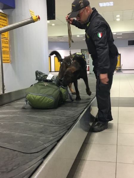 CASELLE - Sequestrati migliaia di euro grazie al fiuto del cane Escos